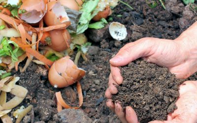 ¿Compost en el trabajo?