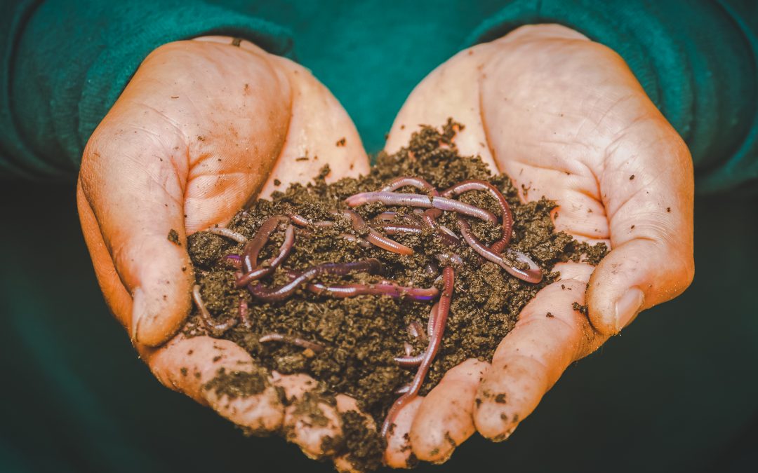 Lombrices en tu compost